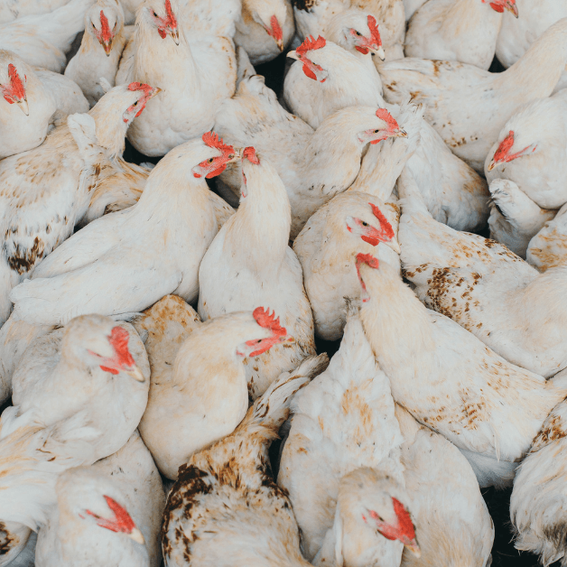 Can Tech Help Chicken Production?