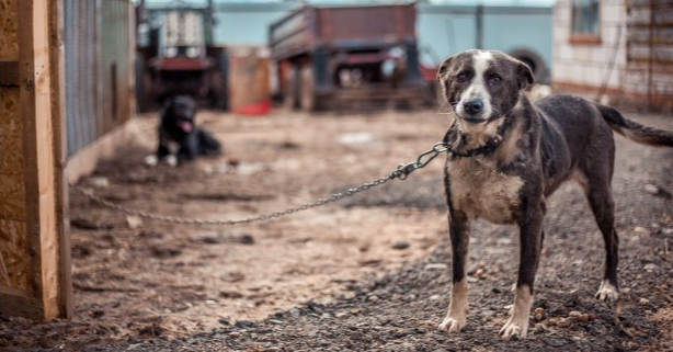 The Worrying Spate Of Animal Abuse Cases