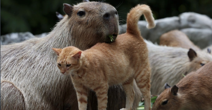 Trending Today: Oyen (And The Capybaras) Brings The Crowd