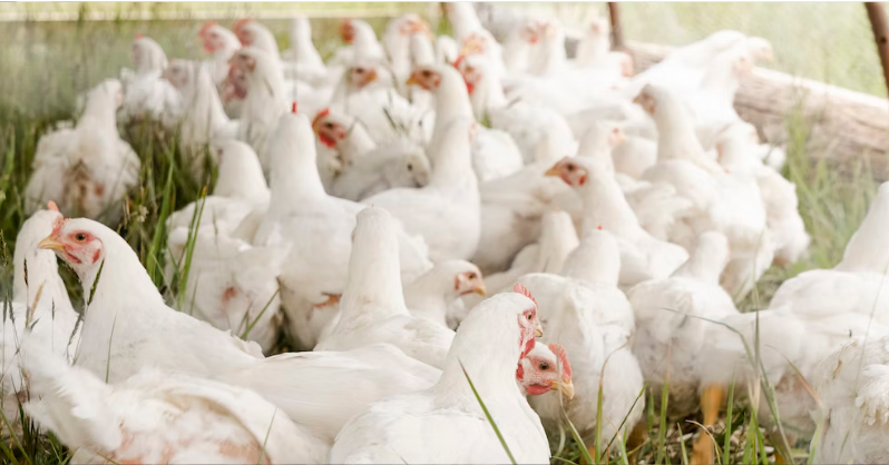 Chicken Feed Cartels, Clucked? 