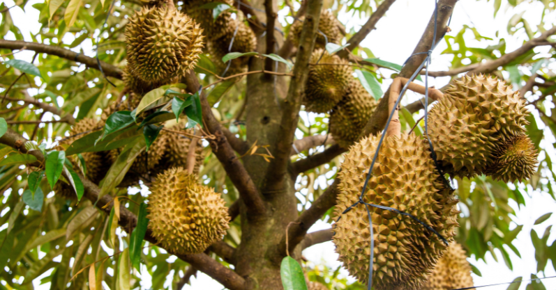 Top 5 At 5: Will Durian Runtuh this Year?