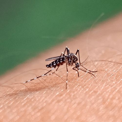 When Dengue Affects Rich Countries, Will We Take It More Seriously?