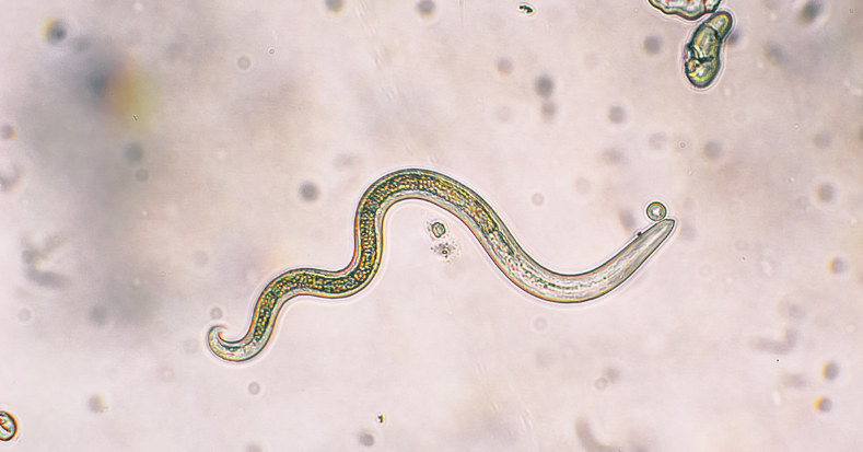 Doctor in the House: Parasites in Your Body