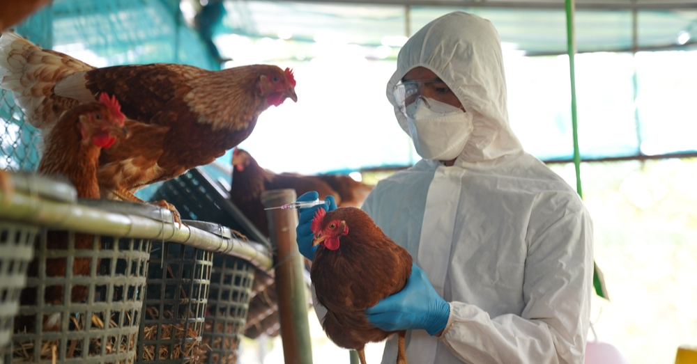 Bird Flu Could Cause The Next Pandemic - But Not Just Yet