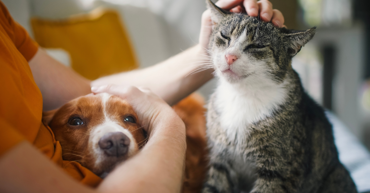 Grieving the Loss of a Pet