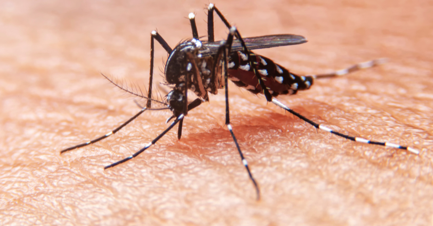 Will We Have A Treatment For Dengue One Day?