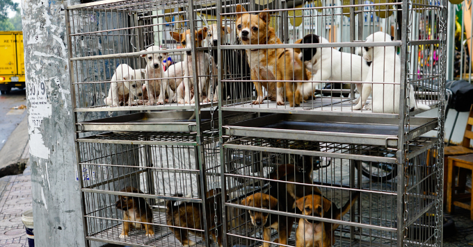No More Cats & Dogs For Sale At Pet Shops?