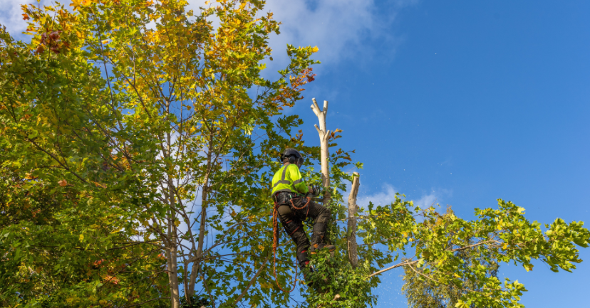 Getting To The Root of Tree Safety