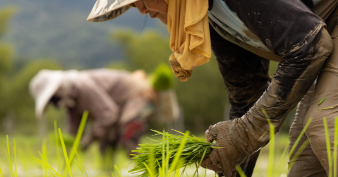 Cultivating the Specialty Rice Industry in East Malaysia 