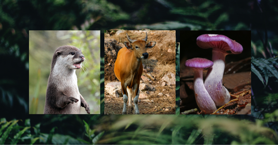 Biodiversity From Malaysia: Otters, Bantengs and Fungi