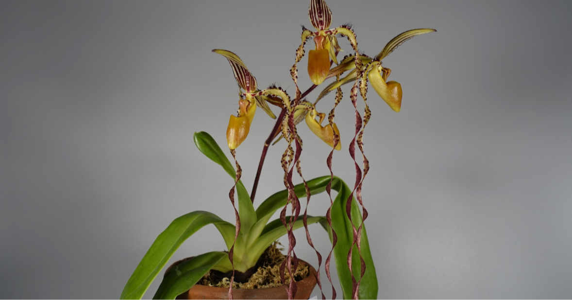 Wild, Wild Orchids of Malaysia