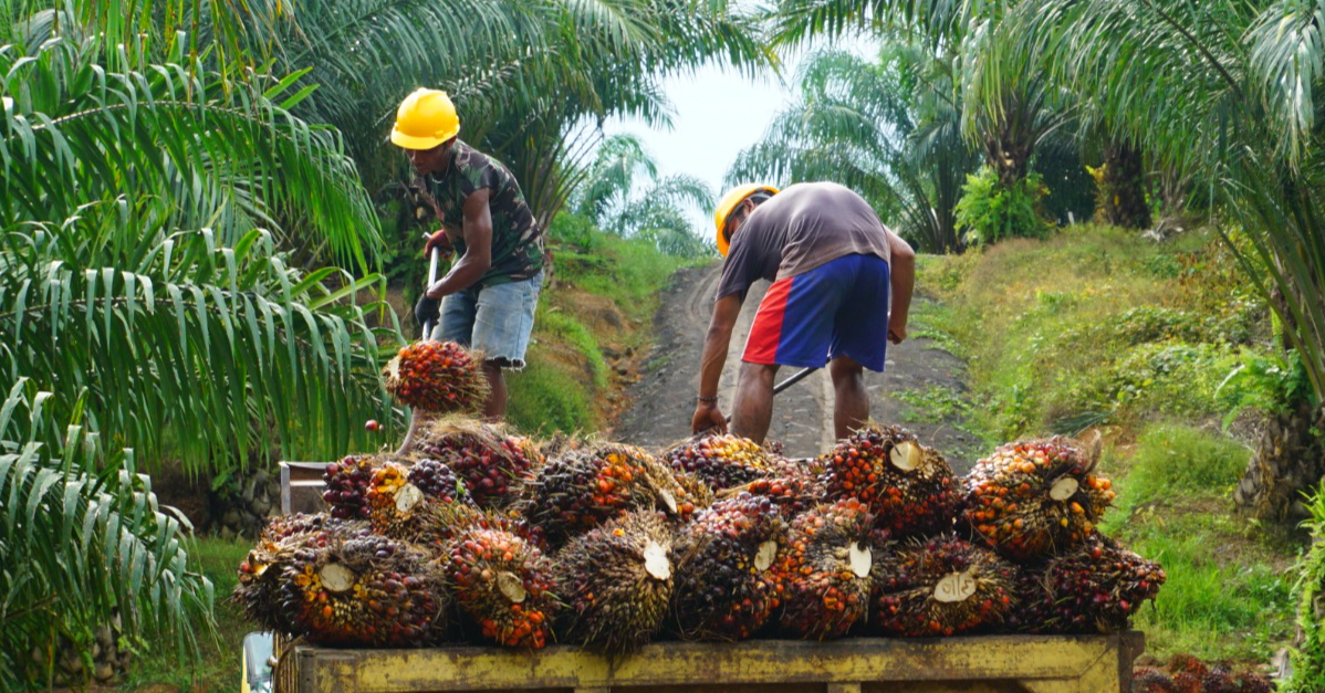 Stable Palm Oil Prices For 2024
