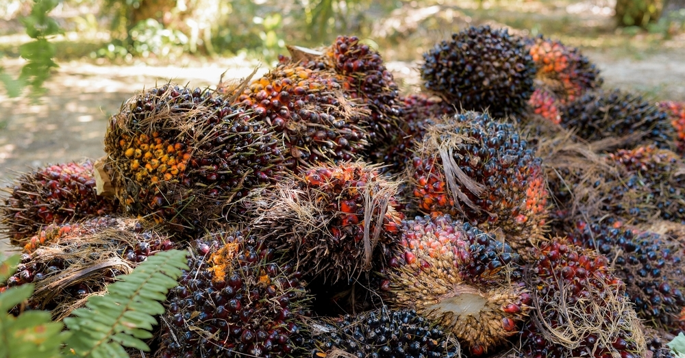 Bumper Year For Palm Oil In 2025?