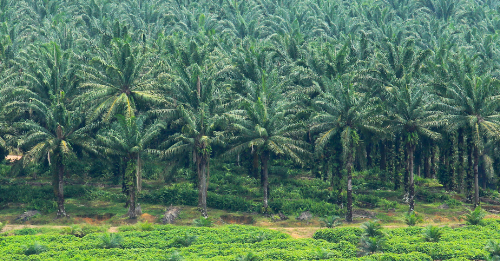 Diversify Agricultural Land Use Mix