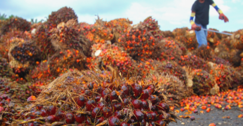 Palm Oil Supply To Ease In Second Half Of 2022