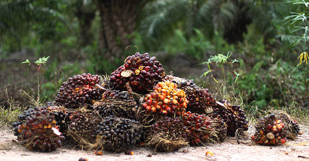 Palm Oil Price Highs in the Past