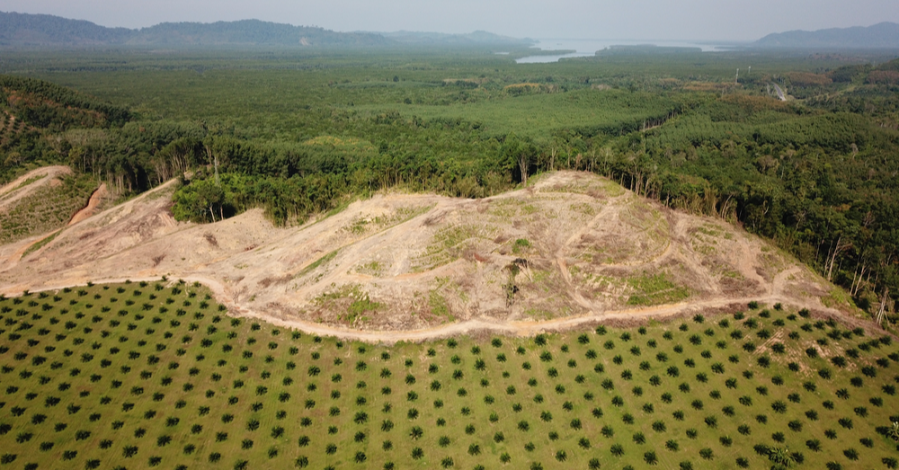 Will The Palm Oil Sector Adapt To New EU Sustainability Standards?