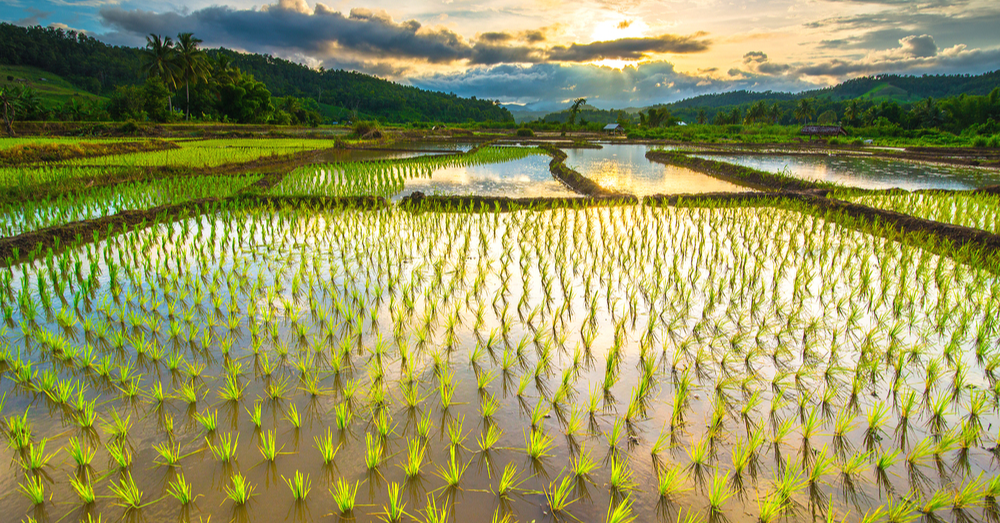 Risks Of Global Rice Shortage