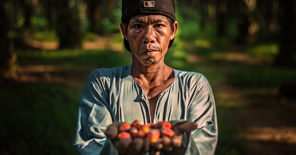 Impact Of EUDR On Malaysian Planters, Big And Small