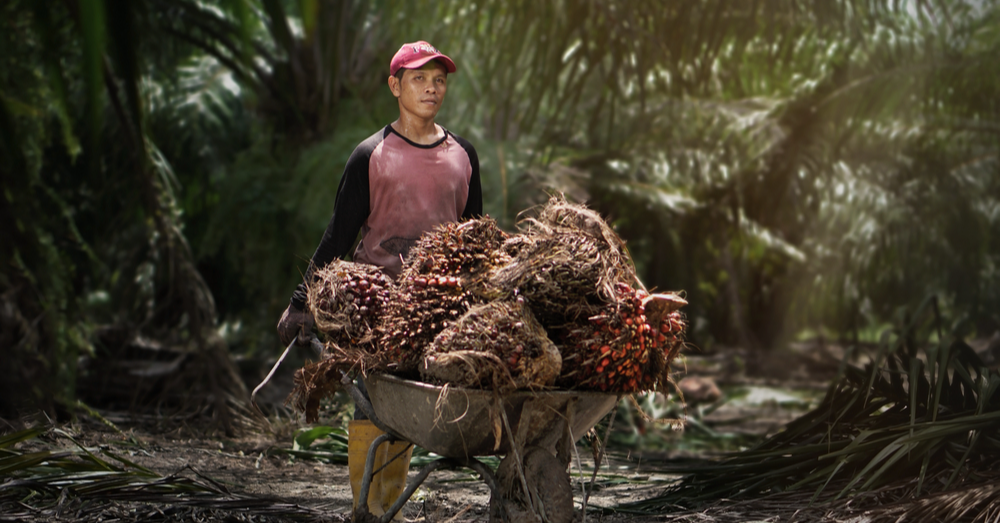 Palm Prices To Stay Soft Till 2024