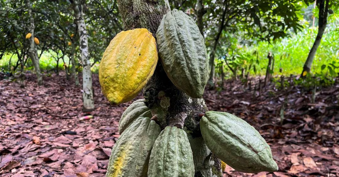 High Prices Causing Bitterness To The Cocoa Industry