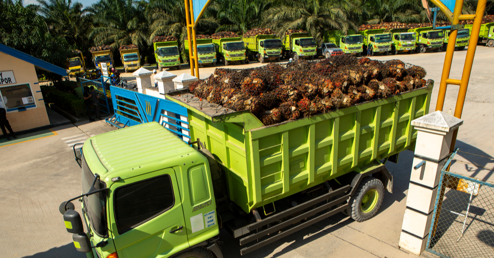 Pressures On Palm Oil To Persist Into 2024