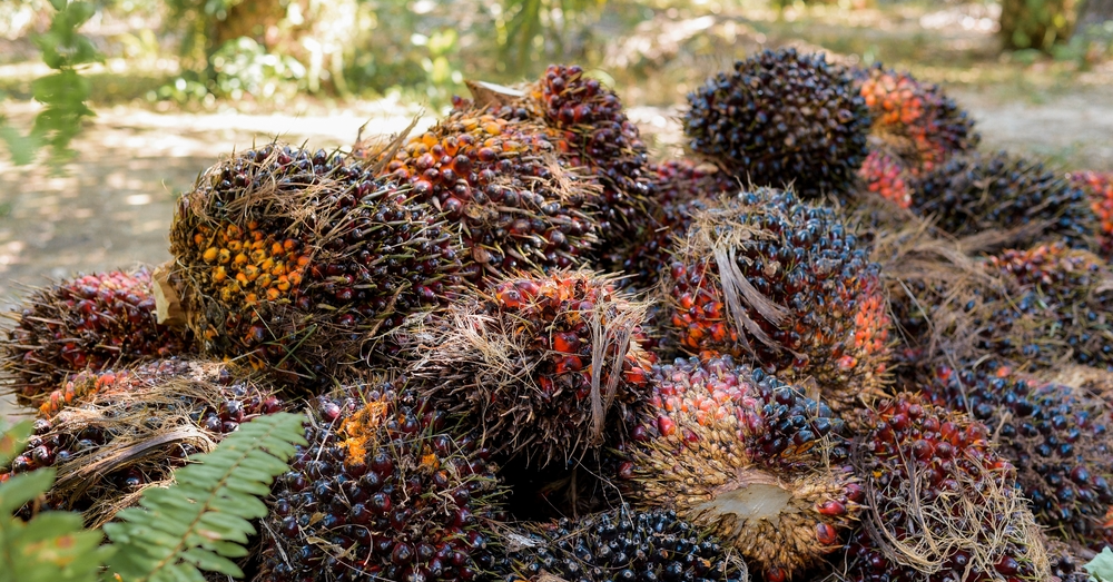 Maintaining Malaysia's Edge In Palm Oil 