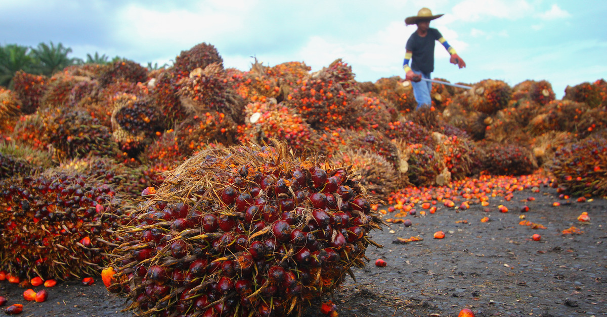 Restructuring Palm Oil Smallholders