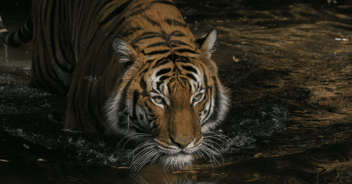 Malaysia : Asian Tiger Or Asian Kitten