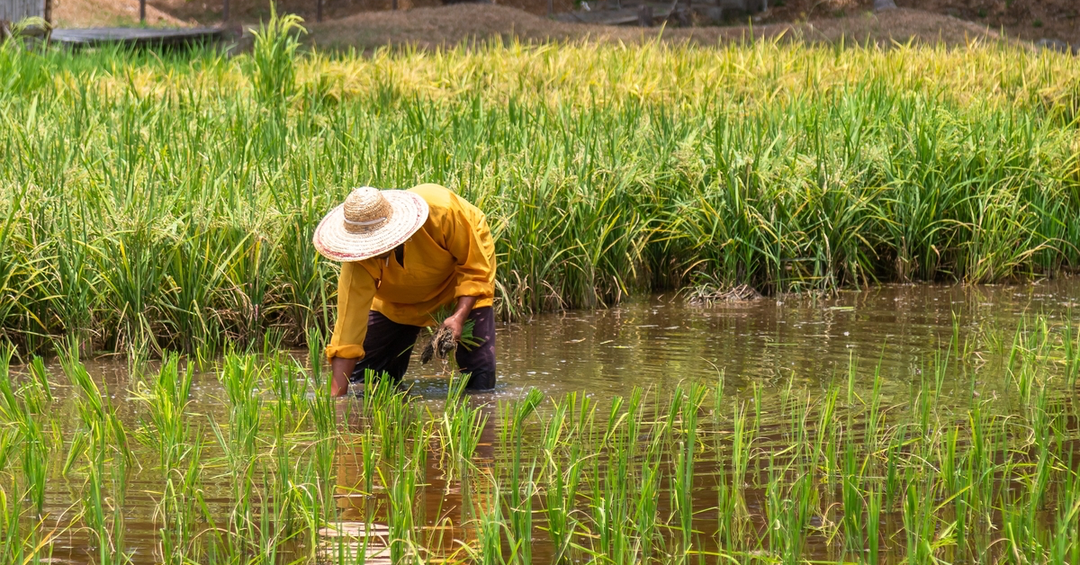 Will New Agri-Food Reforms Improve Food Security?