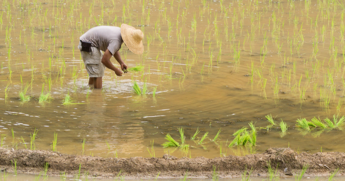 Addressing Issues In The Proposed Crop Seed Quality Bill