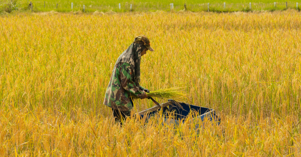 Paddy Prices Short-Term Lever, But Long-Term Reforms Needed