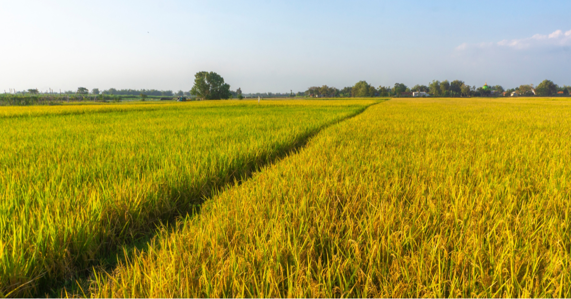 Reforms Much Needed For Malaysia's Rice Sector