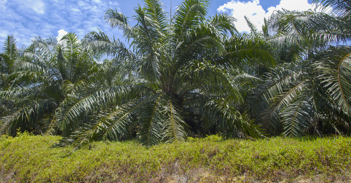 Carbon Credit System for Malaysian Planters, Workable?