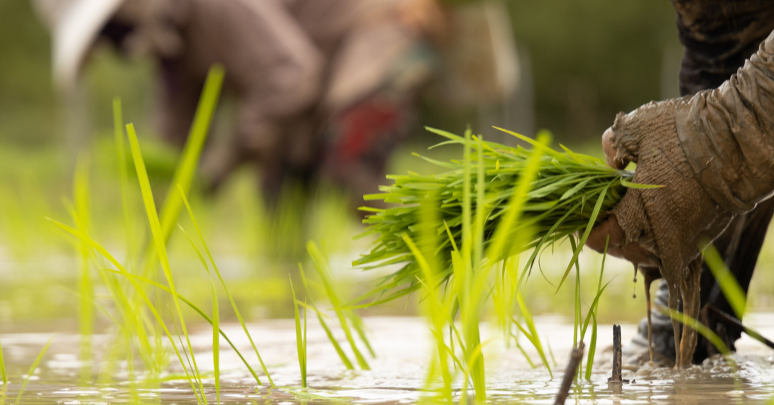 Amendments To PNPV Act Detrimental To Farmers