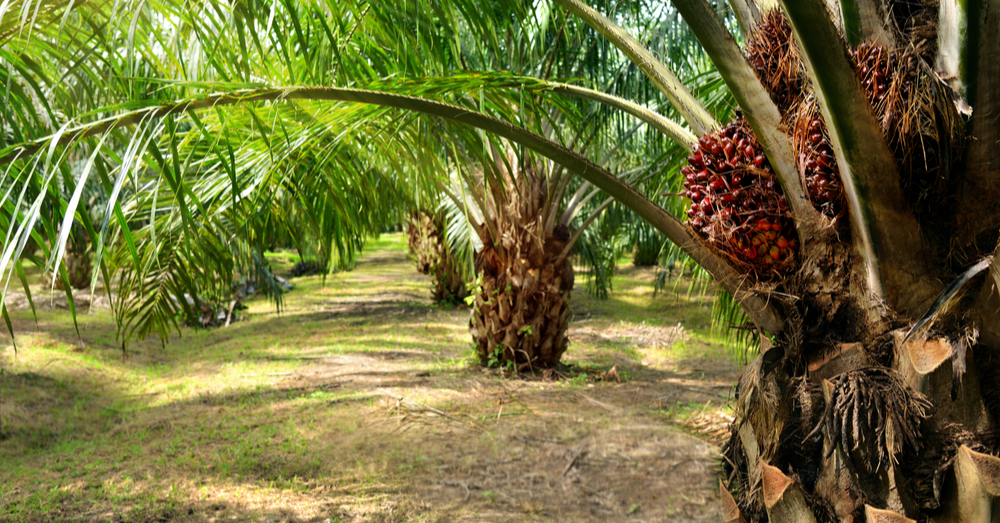 Can The Palm Oil Be Sustainable?