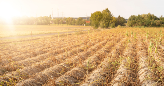 Perils of a Prolonged Heat Wave for Agriculture