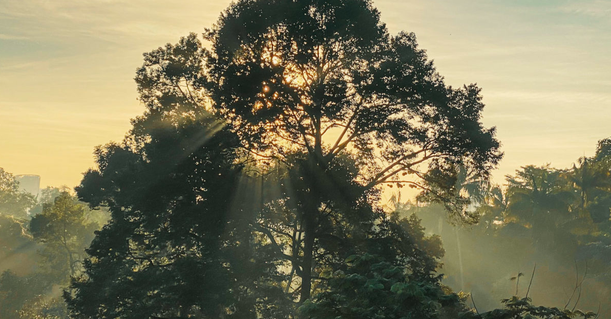 KL's Hidden Urban Forests: Pulai Trail Urban Forest