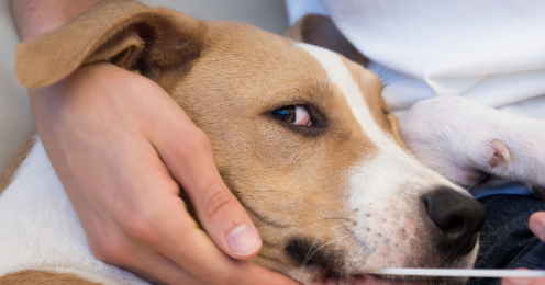 Should You DNA Test Your Dog? 
