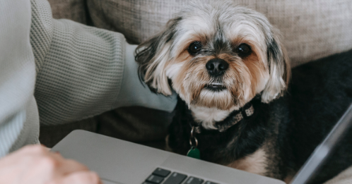 Bring Your Pets To Work 