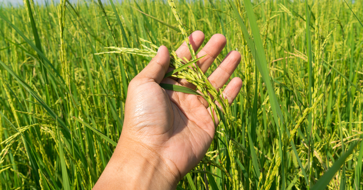 Climate Change Biggest Threat To Food Security