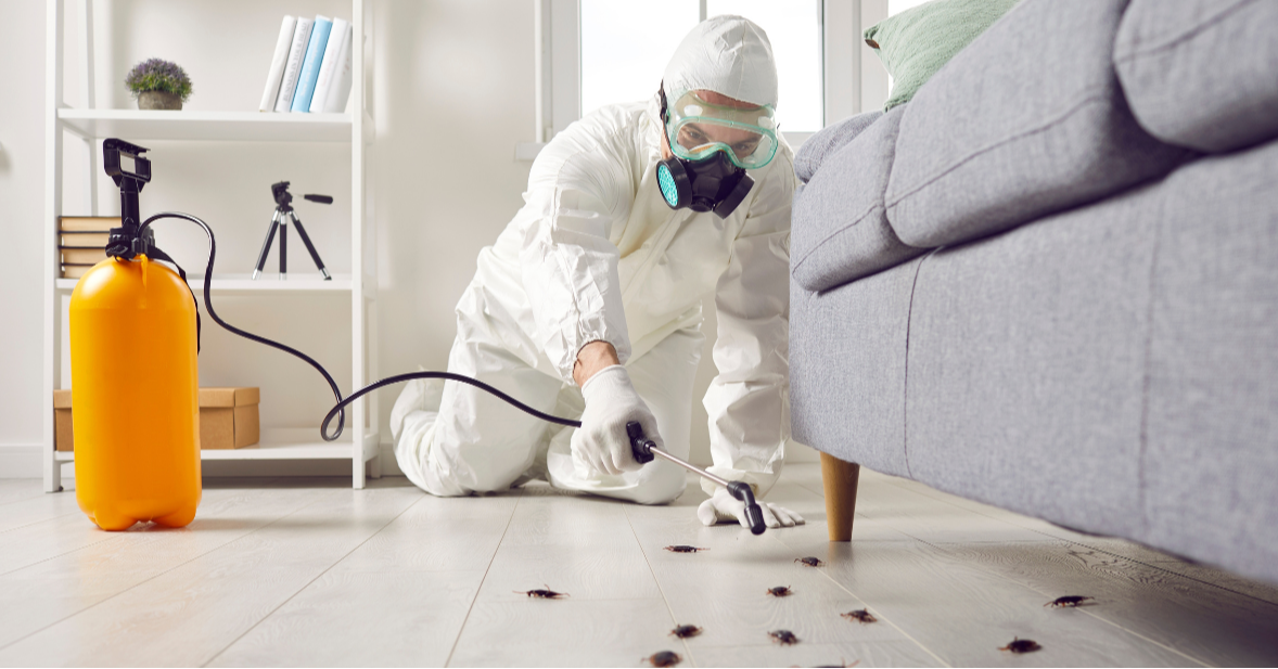 Cockroaches: Prevention, Myths, And Solutions