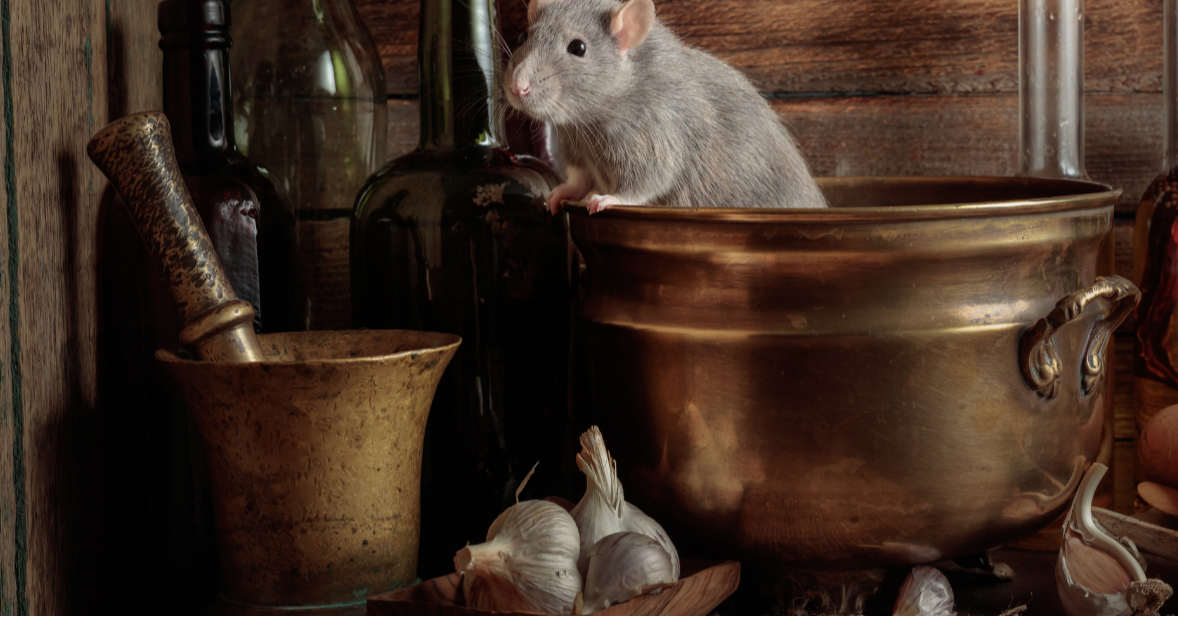 Rats: How to Evict These Unwelcome Tenants