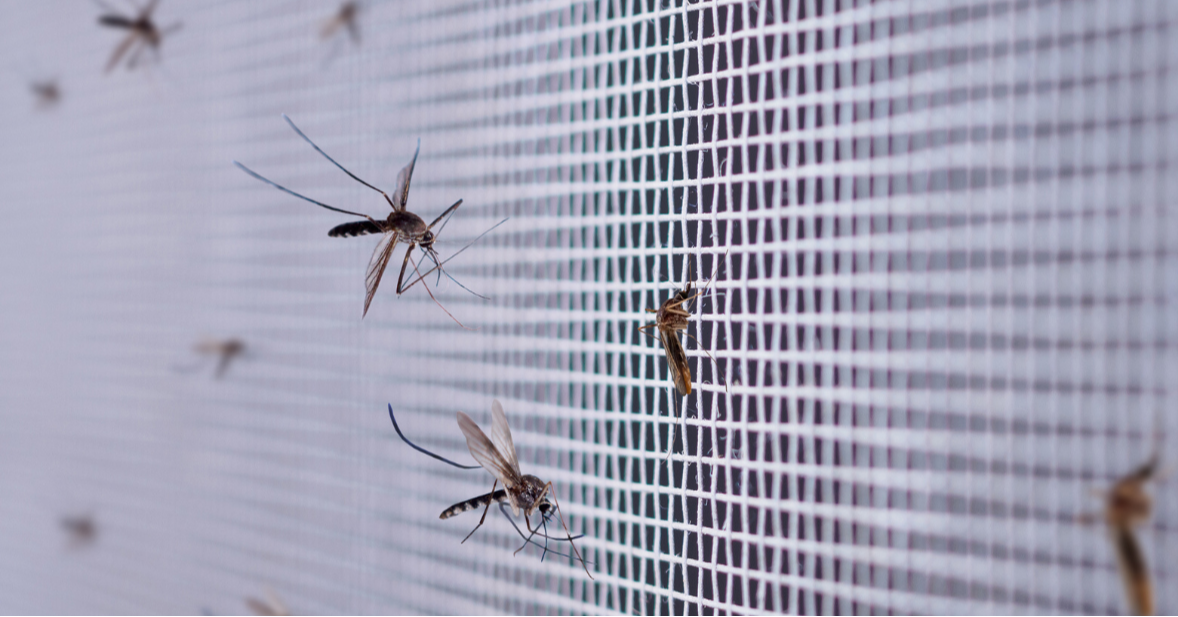 Mosquitoes: From Breeding Grounds To Building Management