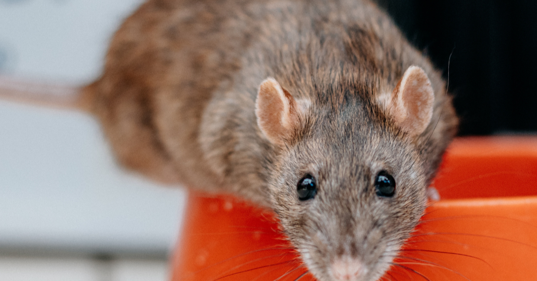 Best of the Property Show 2025: Pests