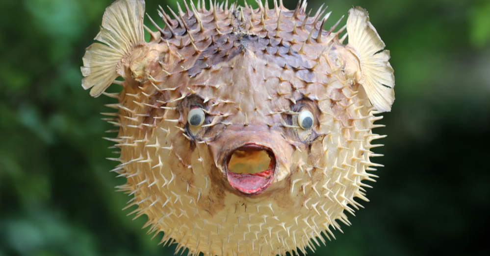 Pufferfish: Deathly or Delicacy