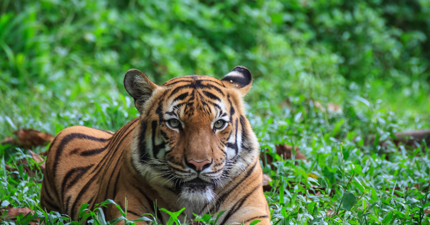What Happens If There Are No More Malayan Tigers In The Wild?