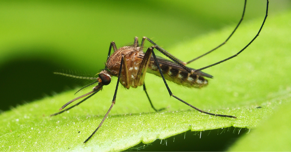 Should (And Could) We Eradicate Mosquitoes?