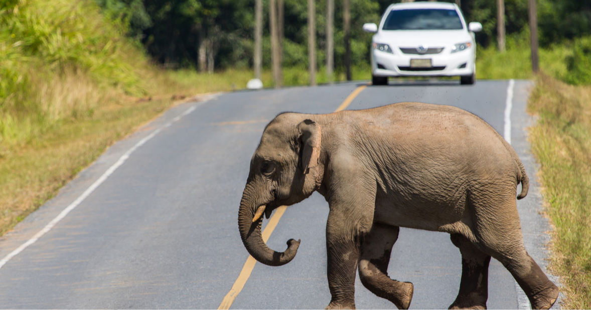 Top 5 at 5: Unpacking the Tragic Death of Baby Elephant in Local Road Accident