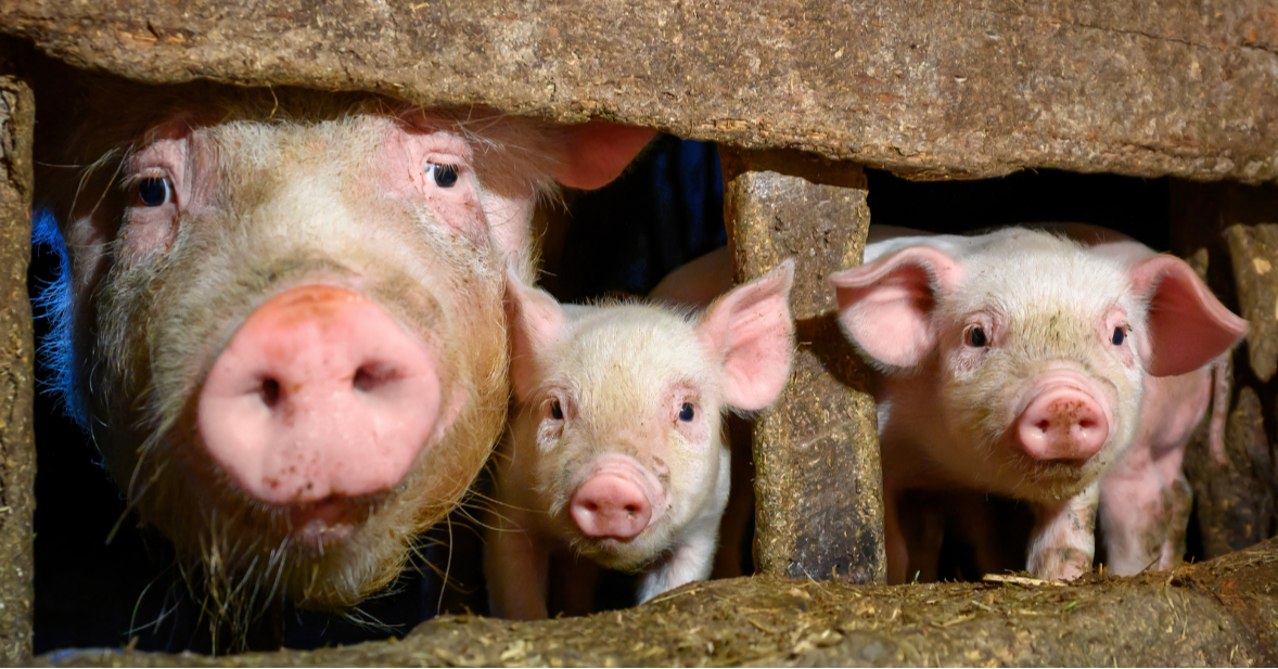 Top 5 at 5: What is Happening with Selangor's Pig Farms?